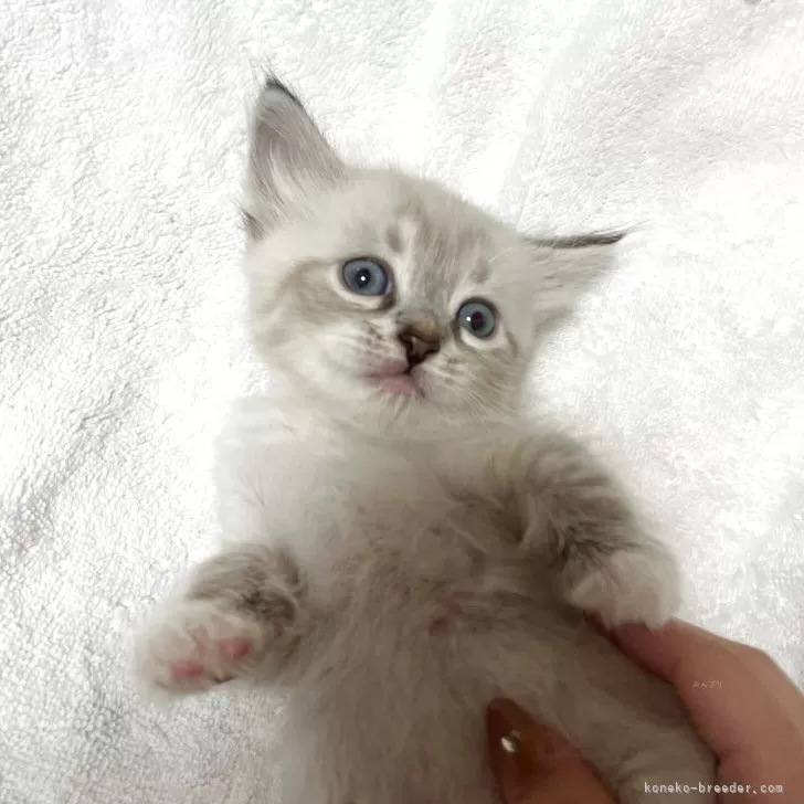 サイベリアン【東京都・女の子・2025年9月24日・ポイントカラー】の写真1「ごはんを食べて寝る前の甘えモード😴撫でるとごろんとおなかを見せてくれました☺️」