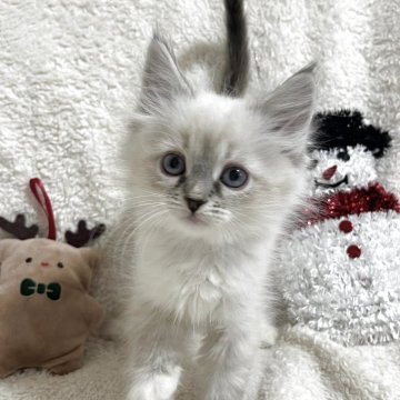 サイベリアン【東京都・女の子・2025年9月24日・ポイントカラー(ネヴァマスカレード)】の写真「獣医師・動物看護師が育てています🎶」