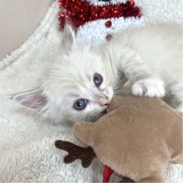 サイベリアン【東京都・女の子・2025年10月16日・ポイントカラー】の写真「獣医師・動物看護師が育てています🎶」