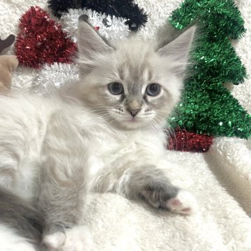 サイベリアン【東京都・女の子・2025年9月24日・ポイントカラー(ネヴァマスカレード)】の写真「獣医師・動物看護師が育てています🎶」