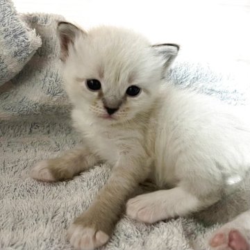 サイベリアン【東京都・男の子・2025年9月24日・ポイントカラー】の写真「獣医師・動物看護師が育てています🎶」