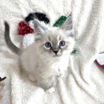 サイベリアン【東京都・男の子・2025年9月24日・ポイントカラー(ネヴァマスカレード)】の写真「獣医師・動物看護師が育てています🎶」