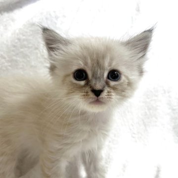 サイベリアン【東京都・女の子・2025年9月24日・ポイントカラー】の写真「獣医師・動物看護師が育てています🎶」