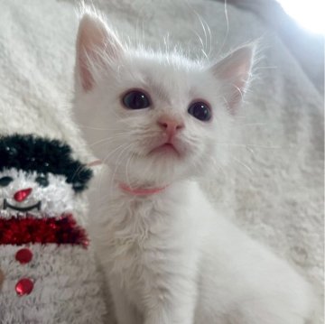 サイベリアン【東京都・男の子・2025年10月16日・ポイントカラー】の写真「獣医師・動物看護師が育てています🎶」