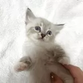 サイベリアン【東京都・女の子・2025年9月24日・ポイントカラー】の写真1「ごはんを食べて寝る前の甘えモード😴撫でるとごろんとおなかを見せてくれました☺️」