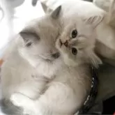 サイベリアン