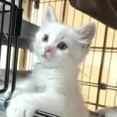 サイベリアン【東京都・女の子・2025年10月16日・ポイントカラー】の写真2「透明感のある柔らかい毛質に、ブルーの瞳がとても美しいです✨」