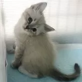 サイベリアン【東京都・女の子・2025年9月24日・ポイントカラー】の写真4