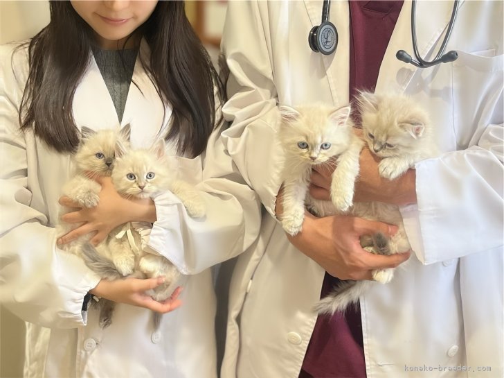 猫田さま　ページ 東京】嶋田 修士(しまだ しゅうじ)ブリーダー｜みんなの子猫