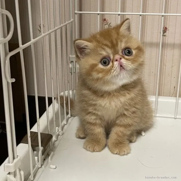ID:2307-00249の子猫