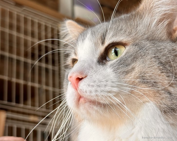 乘田　千絵(のりた　ちえ)ブリーダー(愛知県・アメリカンショートヘアなど・JCPA登録)の紹介写真3