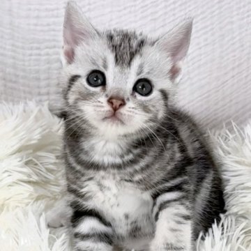 アメリカンショートヘア【愛知県・男の子・2025年9月6日・シルバータビー】の写真「人馴れ、音馴れしていて穏やかです。」