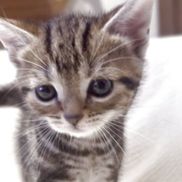 アメリカンショートヘア【愛知県・女の子・2025年9月6日・ブラウンタビー】の写真「お母さんに似て美人さんです」