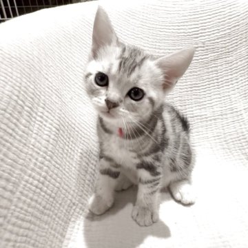 アメリカンショートヘア【愛知県・男の子・2025年9月6日・シルバータビー】の写真「綺麗な瞳で元気な男の子です。」