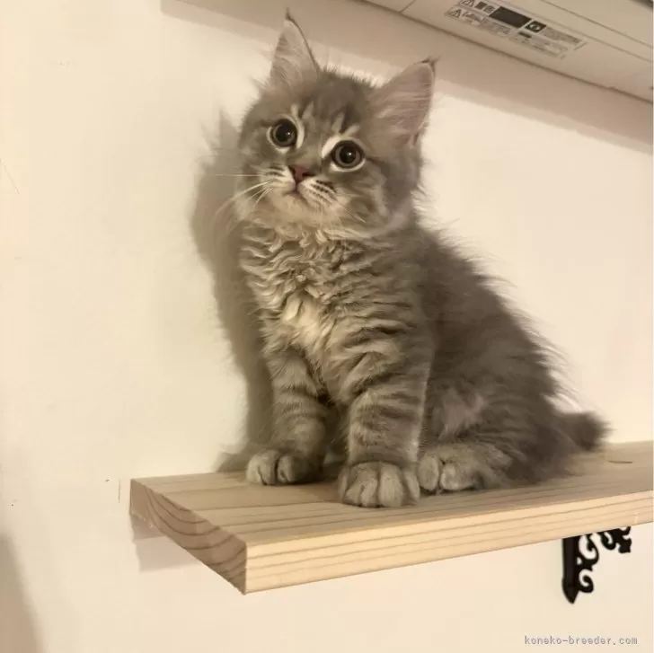 ID:2406-00300の子猫