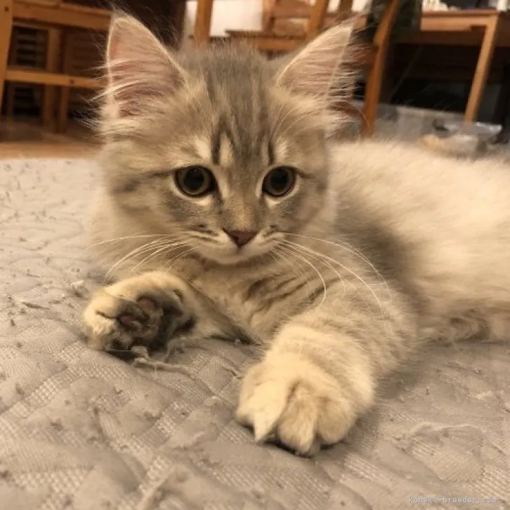 ID:2303-02311の子猫