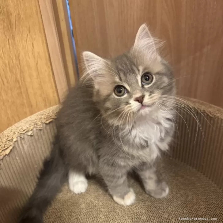 ID：2411-00388の子猫
