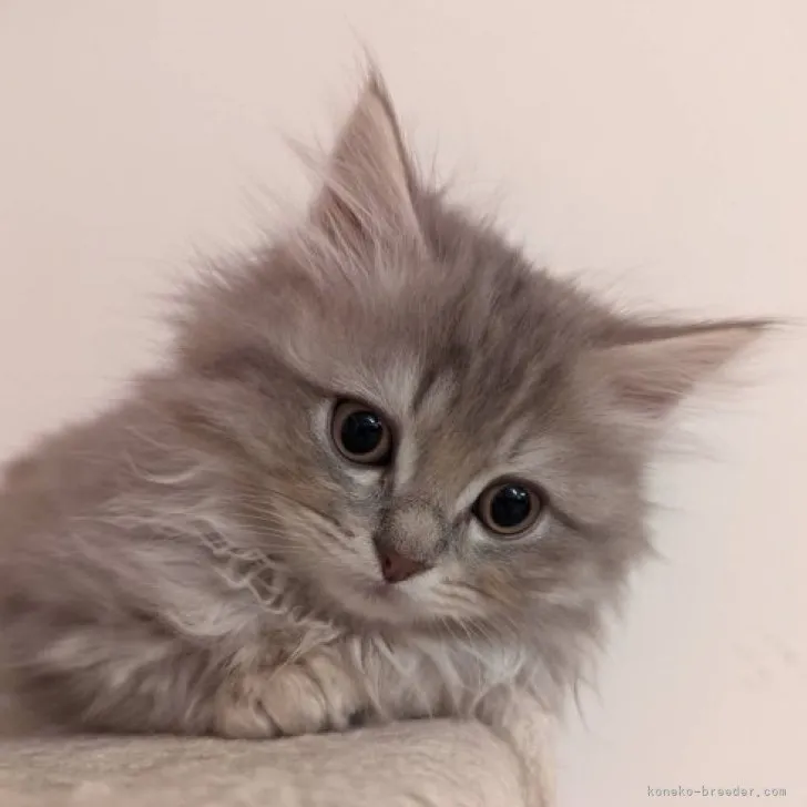 ID：2303-01350の子猫