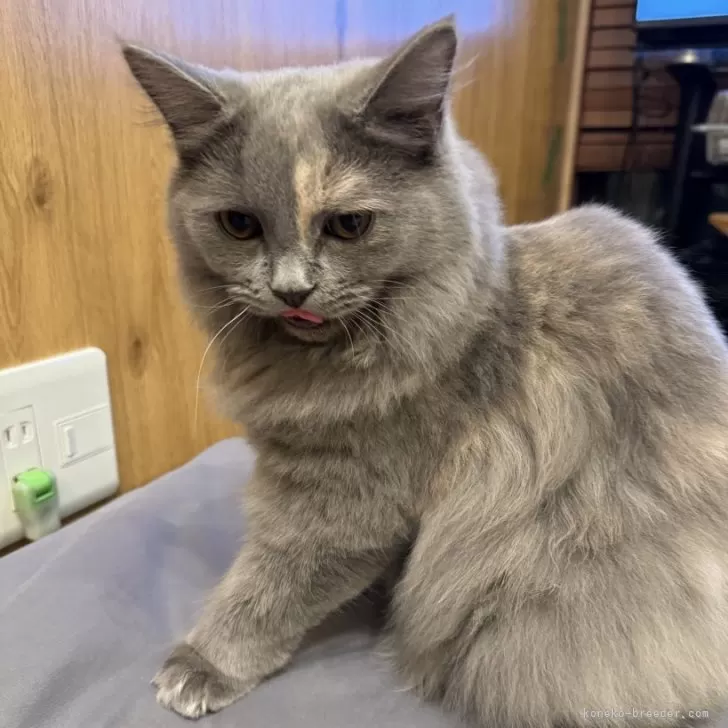 ID：2406-02872の子猫
