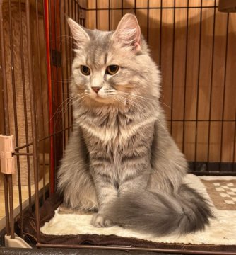 centex 猫＆西表山猫＆ラッコの赤ちゃん　中古品 栃木】左近 昭男(さこん あきお)ブリーダー｜みんなの子猫ブリーダー