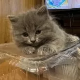 サイベリアン【京都府・女の子・2024年8月26日・ブルー】の写真1