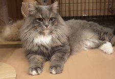 サイベリアン【・男の子・2017年2月23日・ブルータビーホワイト】