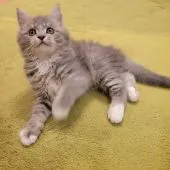 サイベリアン【京都府・男の子・2022年4月30日・ブルータビーホワイト】の写真2