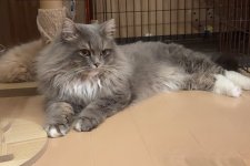 サイベリアン【・男の子・2017年2月23日・ブルータビーホワイト】