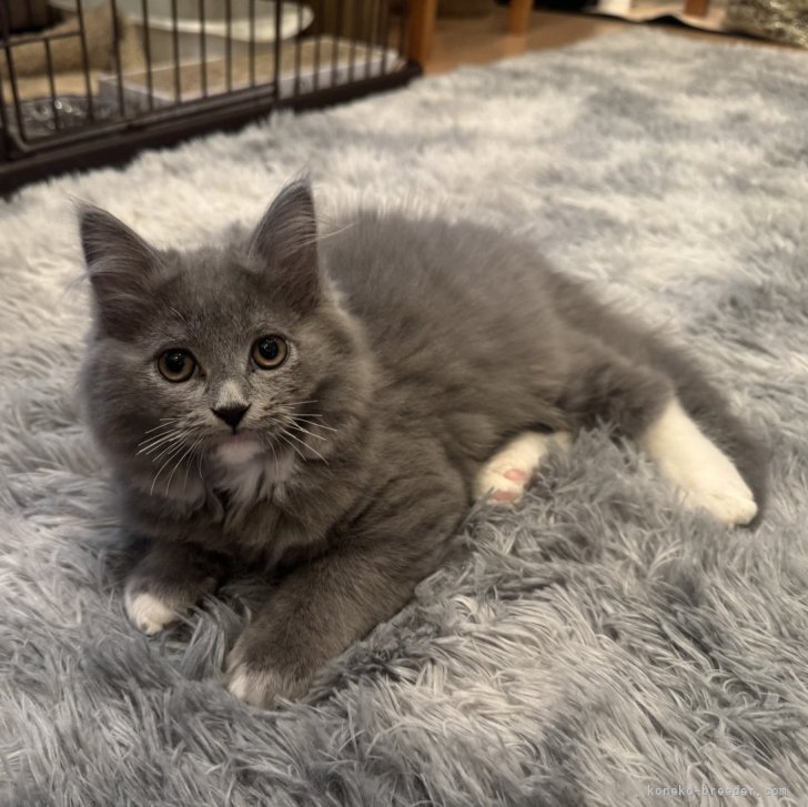 サイベリアン【京都府・女の子・2024年10月28日・ブルーホワイト