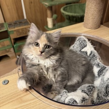サイベリアン【京都府・女の子・2025年4月23日・ダイリュートキャリコ】の写真「三毛猫ちゃん、ハチワレ風」