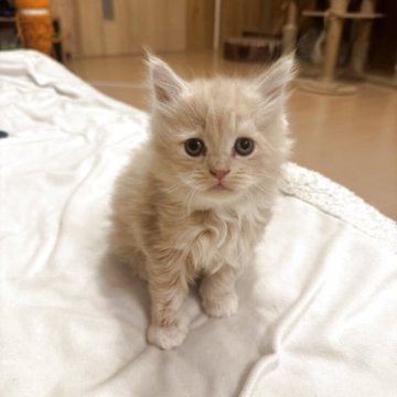 サイベリアン【京都府・男の子・2025年10月19日・クリームタビーホワイト】の写真「産まれた時から大きな子、将来楽しみ！親猫見学もOK」