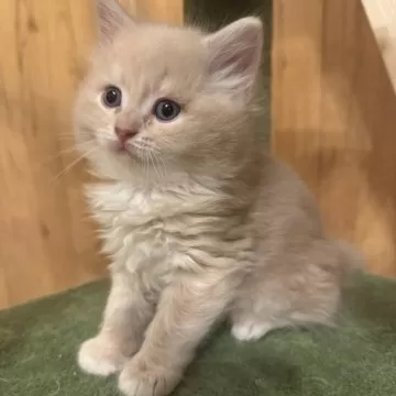 楽天市場】＼初夏バザ／ USAコットン SILLY KITTIES 50cm単位