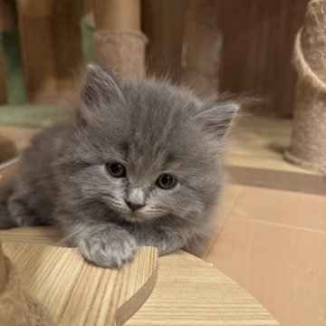 サイベリアン【京都府・男の子・2025年10月26日・ブルー】の写真「はやくも爆毛！親猫見学もOK」