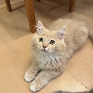 サイベリアン【京都府・男の子・2025年4月23日・クリームタビーホワイト】の写真「モフモフクリームちゃん」