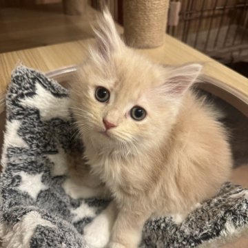 サイベリアン【京都府・男の子・2025年10月19日・クリームタビーホワイト】の写真「産まれた時から大きな子、将来楽しみ！親猫見学もOK」