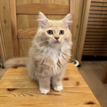 サイベリアン【京都府・男の子・2025年4月23日・クリームタビーホワイト】の写真「モフモフクリームちゃん」