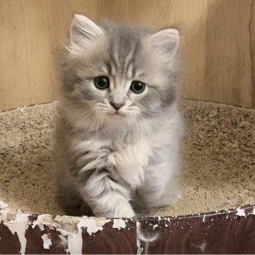 サイベリアン【京都府・女の子・2025年10月26日・ブルータビー】の写真「可愛い乙女！親猫見学もOK」