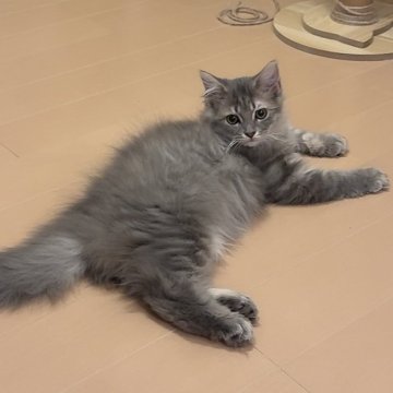 サイベリアン【京都府・女の子・2025年4月23日・ブルータビーホワイト】の写真「かわい子ちゃん」