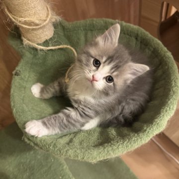 サイベリアン【京都府・男の子・2025年10月24日・ブルータビーホワイト】の写真「ちょいハチワレくん、親猫見学OK」