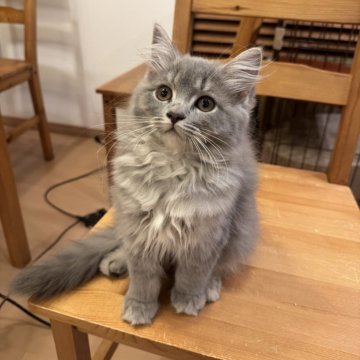 サイベリアン【京都府・女の子・2025年2月27日・ブルータビー】の写真「モフモフニャンコの登場」