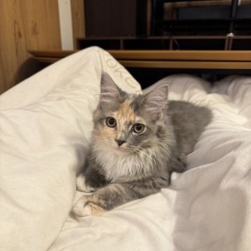 サイベリアン【京都府・女の子・2025年4月23日・ダイリュートキャリコ】の写真「とっても美人な三毛猫ちゃん」