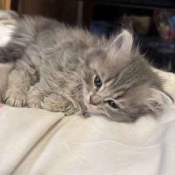 サイベリアン【京都府・女の子・2025年10月26日・ブルータビー】の写真「可愛い乙女！親猫見学もOK」