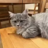 サイベリアン