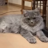 サイベリアン