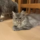 サイベリアン