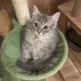 サイベリアン