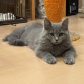 サイベリアン