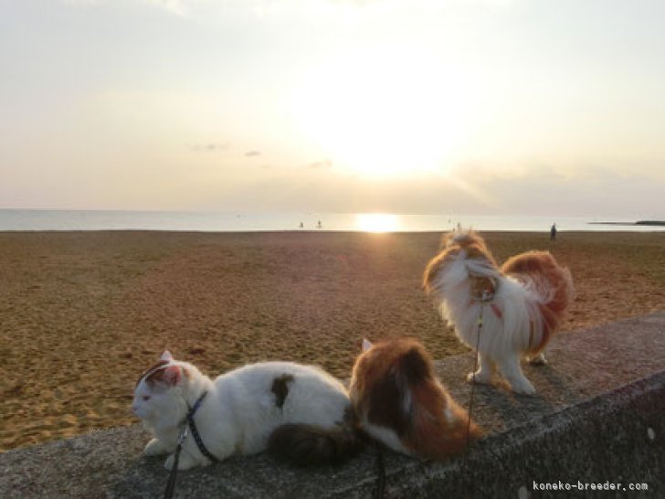 福岡県行橋市稲童浜　日の出｜吉村　健児(よしむら　けんじ)ブリーダー(福岡県・ミヌエット・ACC/JCC（旧ACC）登録)の紹介写真2