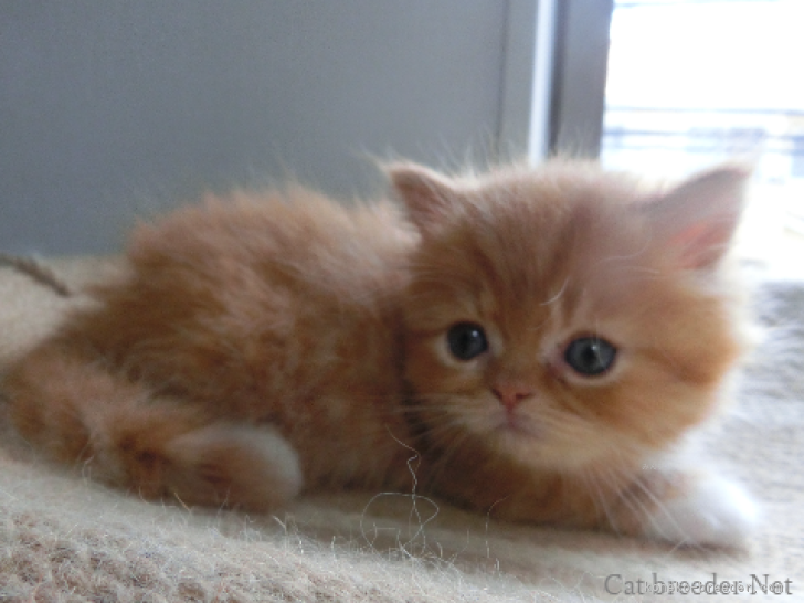 吉村　健児(よしむら　けんじ)ブリーダー(福岡県・ミヌエット・ACC/JCC（旧ACC）登録)の紹介写真10