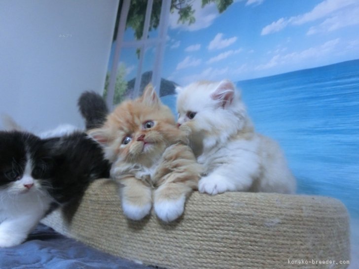 吉村　健児(よしむら　けんじ)ブリーダー(福岡県・ミヌエット・ACC/JCC（旧ACC）登録)の紹介写真6